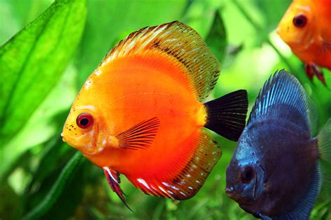 Discus Fish   The King of Aquarium | Exotic Tropical ...