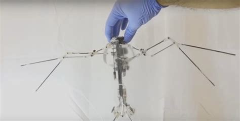 Diseñan un robot murciélago y un robot pescador   TekCrispy