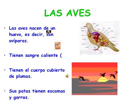 DisertacióN Las Aves