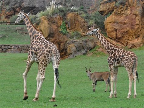 Disfrutar de los animales en el Parque de Cabárceno ...