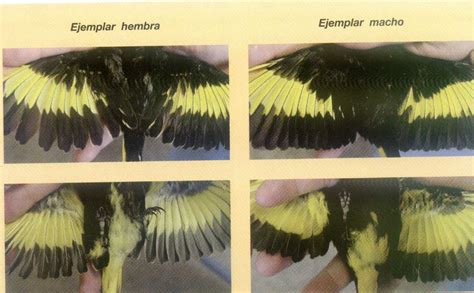 Distinguir canario macho hembra, hd 1080p, 4k foto