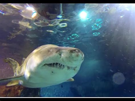 Diving with Sharks @ L Aquarium de Barcelona   YouTube