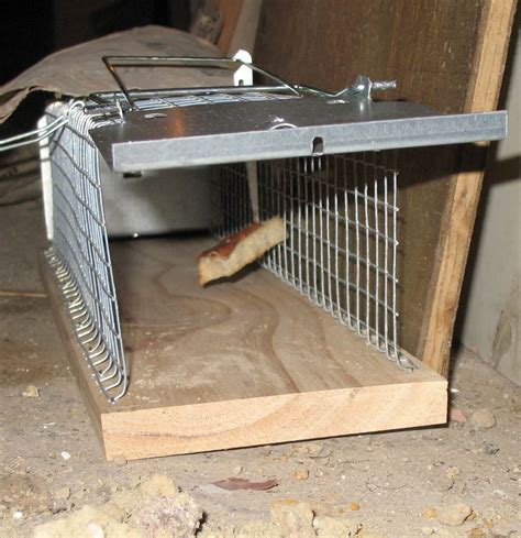 DIY and Commercial Rat Traps | Easy Way To Get Rid Of Rats