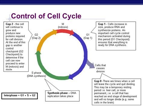 DNA, Mitosis, Cell Cycle Fun Fun Fun.   ppt video online ...