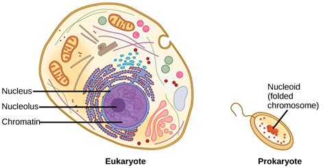 DNA Packaging in Eukaryotes and Prokaryotes | Biology for ...