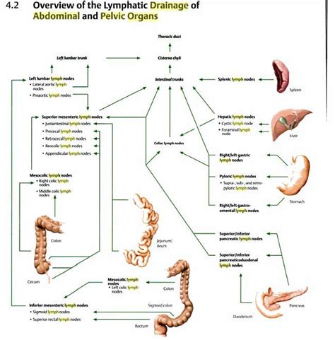 Doctors Gates: diagram showing lymphatic drainage of ...