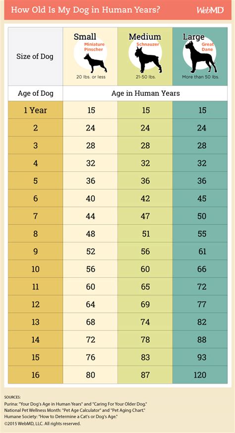 Dog Age Chart: How to Convert Your Dog s Age into Human Years