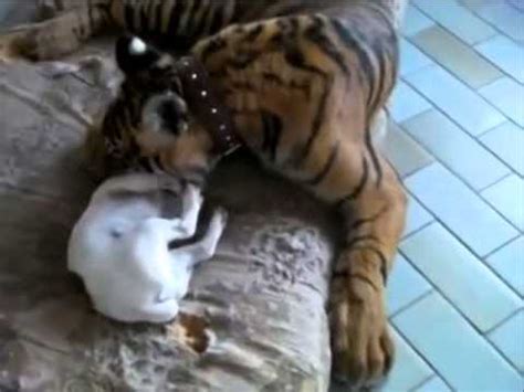 Dog friendly with Tiger [AMAZING VIDEOS]   YouTube
