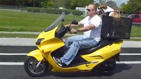 Dog riding motorcycle ACE   YouTube