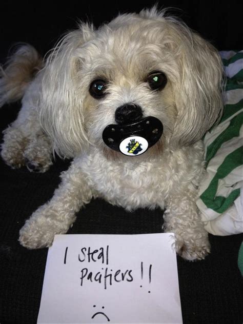 dog shaming, funny dogs   Dump A Day