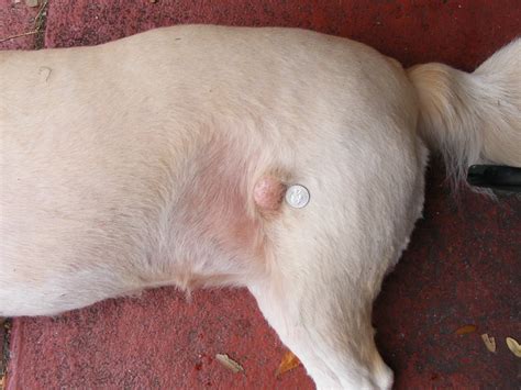 Dog Skin Cancer: Different Types and Alternative Treatment