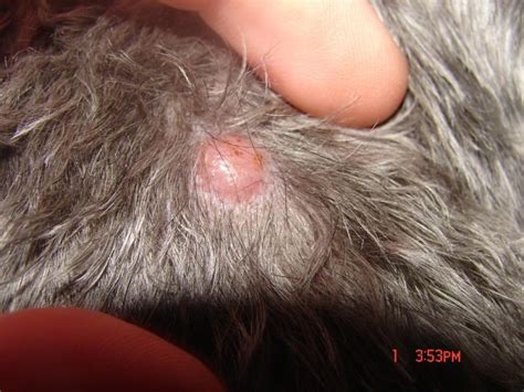 Dog Skin Cancer Images   Viral Infections Blog Articles
