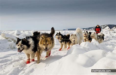Dog Sledding Tour in Yakutsk, Siberia Russia ...