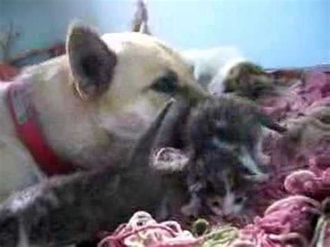 Dog tendering Kittens. Tenderness   YouTube