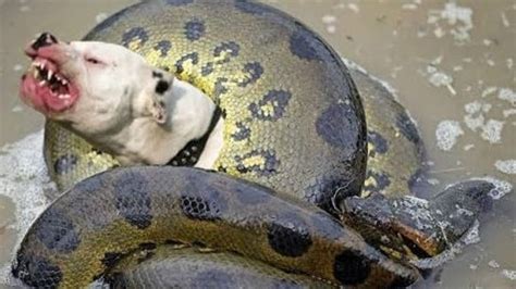 Dog vs big snake   Amazin fight to death   Wild animals ...