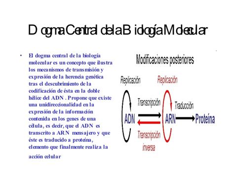 Dogma Central De La BiologíA Molecular