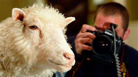 Dolly, la oveja clonada más famosa del mundo