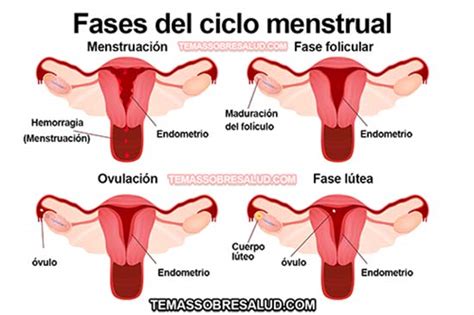 Dolor de ovarios después del Período Menstrual   Salir de ...