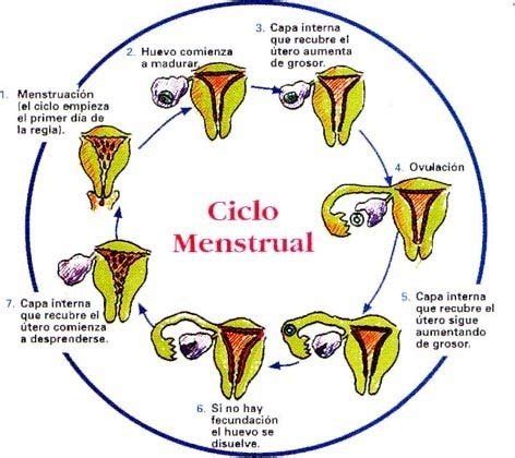 Dolor de ovarios: Síntomas, causas y remedios para el ...