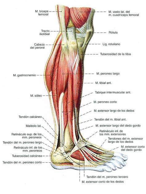 Dolor en la pierna derecha   Culturismo & Fitness
