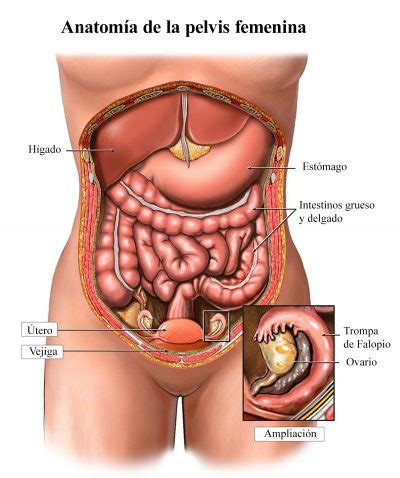 Dolores de ovarios, fuertes, embarazo, constantes, cintura ...