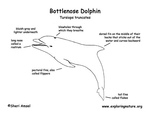 Dolphin Life Cycle Diagram For Kids, Dolphin, Get Free ...