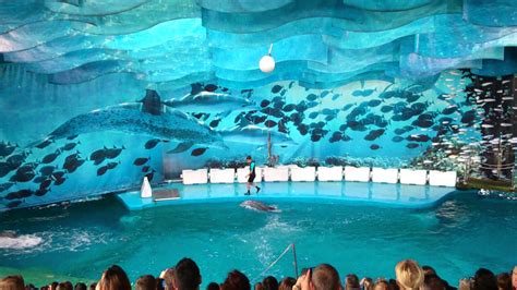 Dolphin show in Barcelona Zoo   YouTube
