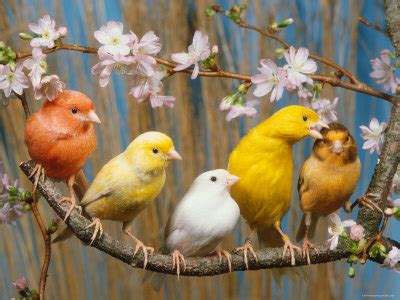 Domestic Canary Facts, As Pets, Care, Temperament ...