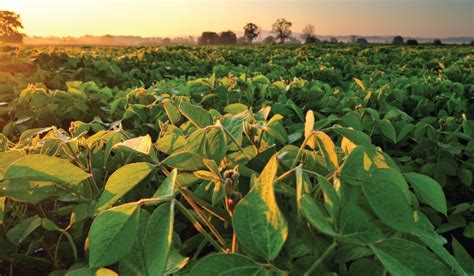 Domestic soybean prices still under pressure.   Agri Limpopo