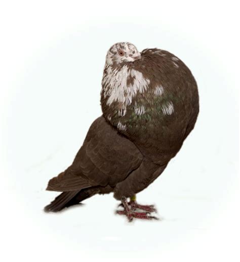 Domesticated pigeon breeds originating in Spain