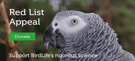 Donate to BirdLife International | BirdLife