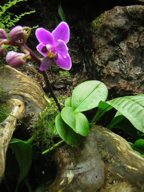 Dónde cultivar las orquídeas
