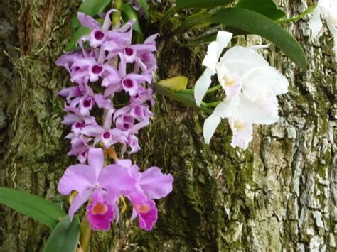 Dónde cultivar las orquídeas