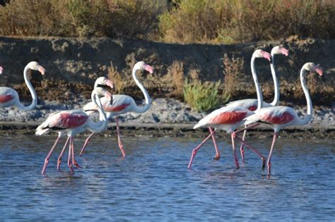 Donde habitan los flamencos en España   TusCasasRurales.com