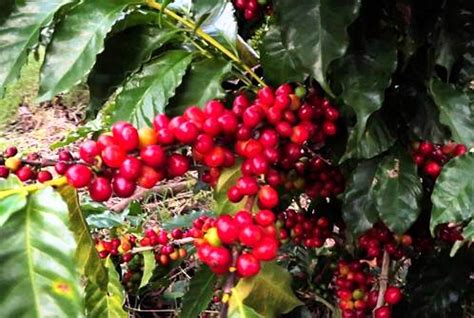 ¿Dónde se cultiva café en El Salvador?   El Salvador mi país