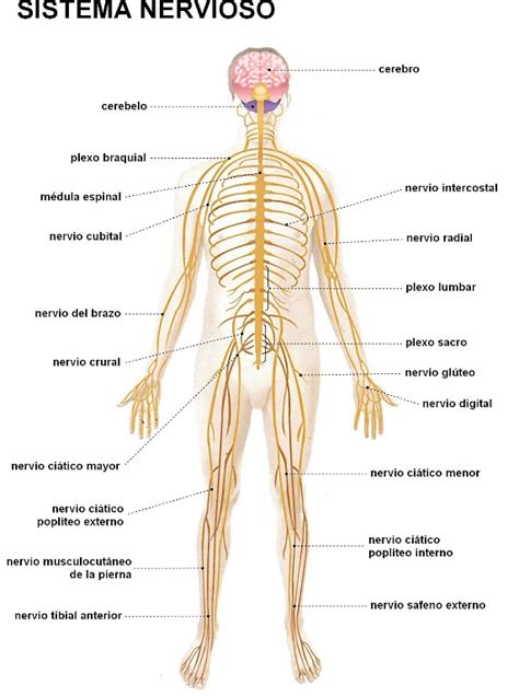 ¿Dónde se encuentra el sistema nervioso?   Sistema nervioso