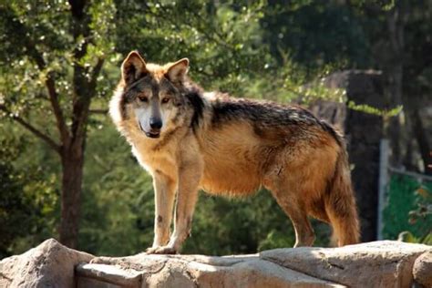 Dónde vive el lobo   Su hábitat natural y su entorno