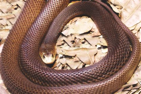 ¿Dónde vive la serpiente taipán?