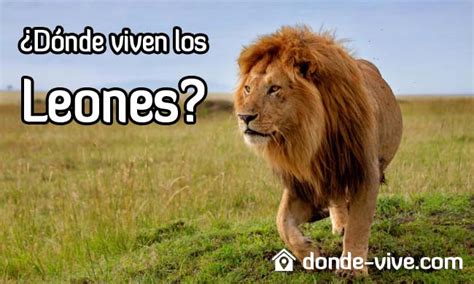 ¿Dónde viven los leones? Descubre su hábitat AQUÍ!