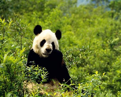 Donde Viven Los Osos Panda?   Que Comen, Como Nacen