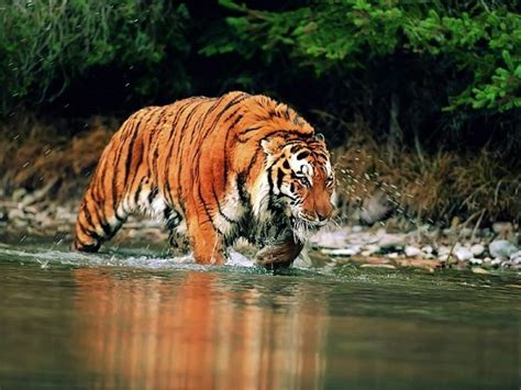 Donde Viven los Tigres?   Que Comen, Como Nacen