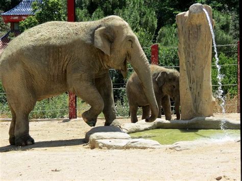 Dos elefantes asiáticos del Zoo Aquarium de Madrid serán ...