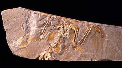 Dos fósiles de Cuenca ayudan a conocer cómo evolucionó el ...