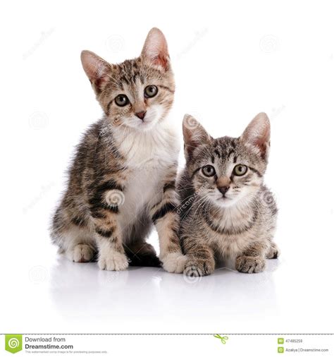 Dos gatitos rayados imagen de archivo. Imagen de objetos ...