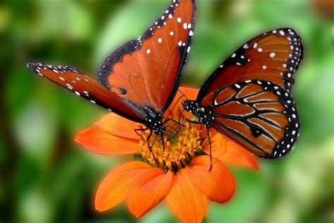 Dos mariposas sobre una flor naranja  75599