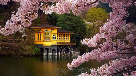 Download 1920x1080 spring flower tree beauty lake house ...