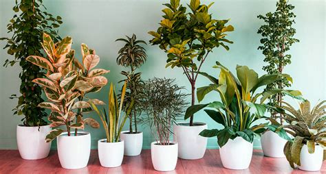 Download Best Indoor Plants | slucasdesigns.com
