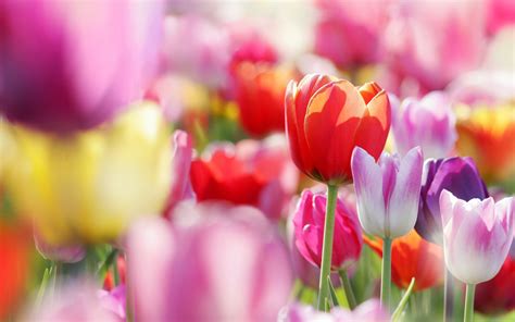 Download Hintergrundbilder 2560x1600 Frühlingsblumen ...