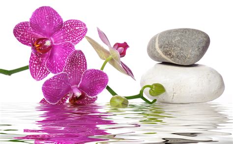 Download wallpaper water, spa stones, flowers, orchid ...