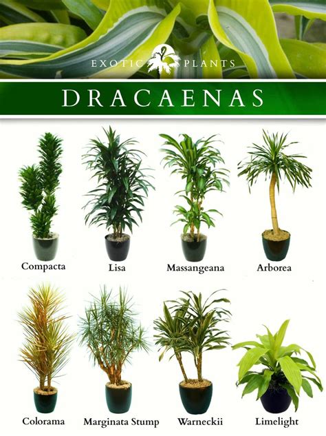 Dracaenas | Green | Pinterest | Corn Plant, Bamboo Plants ...